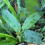 Heliconia rostrata Leaf