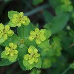 Euphorbia verrucosa Flower