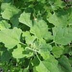 Chenopodium quinoa Folio