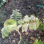 Melianthus major 整株植物