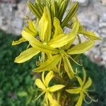 Asphodeline lutea फूल