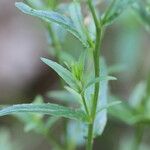 Epilobium lanceolatum Leaf