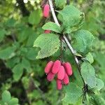 Berberis vulgaris Hedelmä