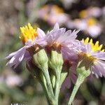 Tripolium pannonicum 花