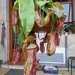 Nepenthes mirabilis Feuille