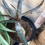 Aloe dawei Lapas