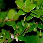 Sphyrospermum buxifolium Diğer
