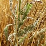 Achillea coarctata Leaf