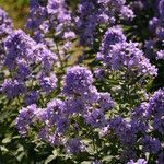 Campanula lactiflora Natur