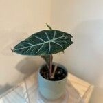 Alocasia longiloba Leaf