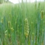 Triticum turgidumFruit