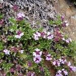 Thymus nervosus অভ্যাস