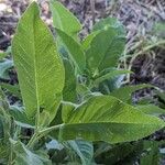 Lepechinia hastata Hoja