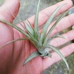 Tillandsia paucifolia Frunză