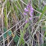 Polygala comosa 整株植物