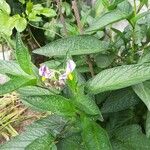 Solanum muricatum 葉