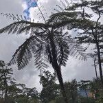 Cyathea arborea Hoja