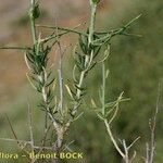 Vella spinosa Fruit