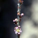 Polygonum equisetiforme