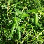 Persicaria hydropiper Leaf