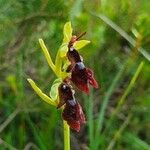 Ophrys insectifera 花