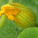 Cucurbita maxima Flower