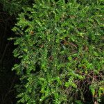 Tepualia stipularis Hábito