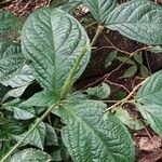 Rothmannia hispida Hoja