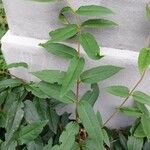 Lonicera acuminata पत्ता