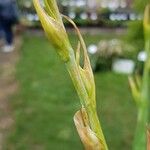 Hesperantha coccinea Gyümölcs