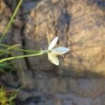 Cyperus niveus Λουλούδι
