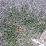 Euphorbia serpens Habitus