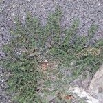 Chamaesyce serpens Хабит