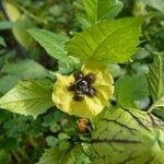 Physalis ixocarpa Flower