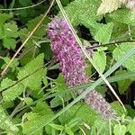 Teucrium hircanicum Flower