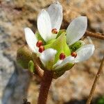 Micranthes tolmiei Flor