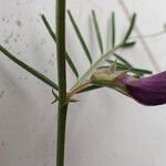 Vicia peregrina Flor