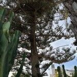 Araucaria columnaris Φύλλο