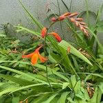 Crocosmia x crocosmiiflora Flor