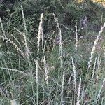 Elymus repens Flower