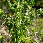 Adenocarpus telonensis 葉