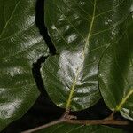 Microdesmia arborea Φύλλο