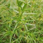 Drypis spinosa Likasa