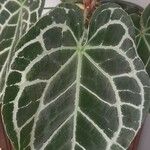 Anthurium crystallinum Hoja
