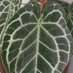 Anthurium crystallinum List