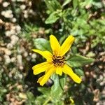 Encelia californica Flors