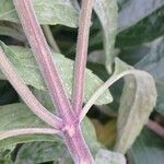 Monarda punctata Bark