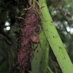 Bulbophyllum comatum Fruto