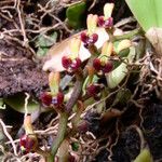 Bulbophyllum falcatum Цветок