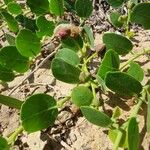 Capparis spinosaপাতা